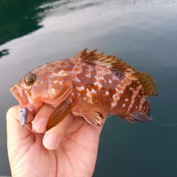 キジハタ
