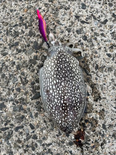 シリヤケイカの釣果
