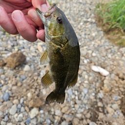 スモールマウスバス