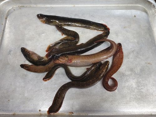 ギンポの釣果
