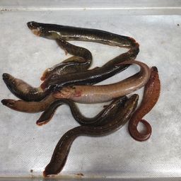 ギンポ