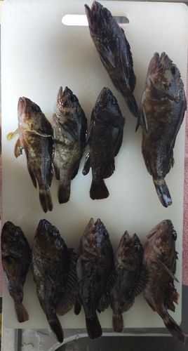 カサゴの釣果