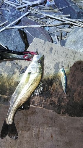釣果