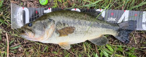 ブラックバスの釣果