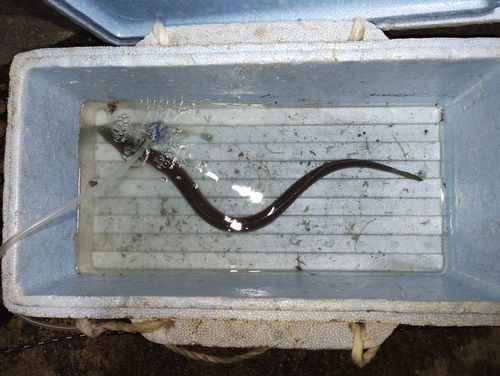 ウナギの釣果