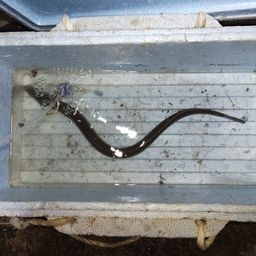 ウナギ
