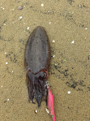 モンゴウイカの釣果