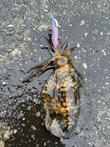 アオリイカの釣果