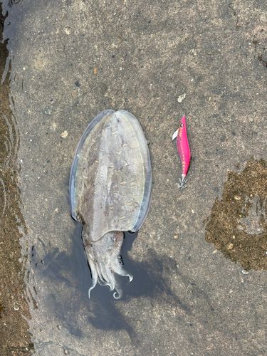 モンゴウイカの釣果
