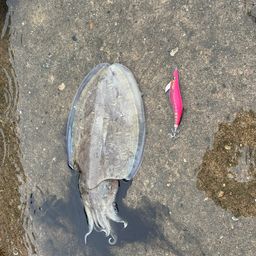 モンゴウイカ