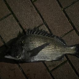 クロダイ