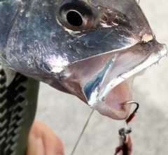 イシモチの釣果