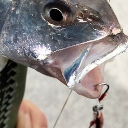 イシモチ
