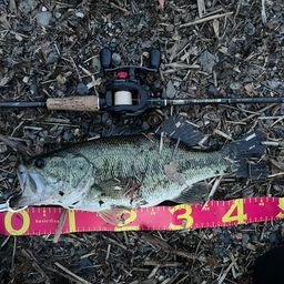 ラージマウスバス