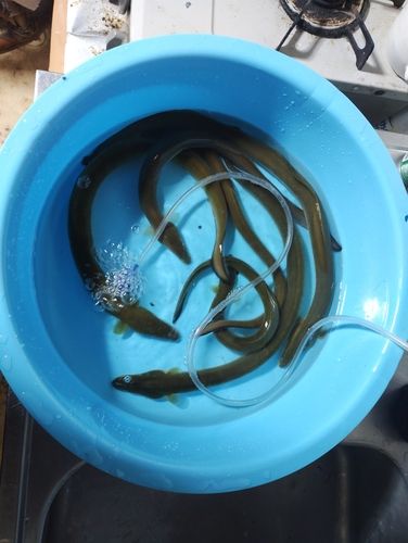 ウナギの釣果