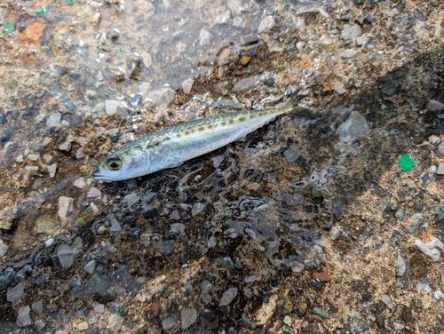 サバの釣果