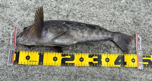 アイナメの釣果