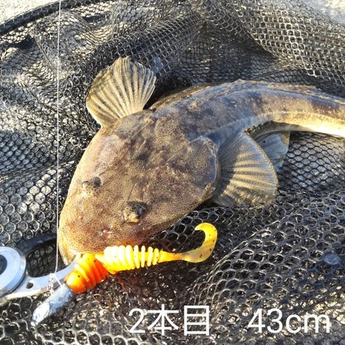 マゴチの釣果