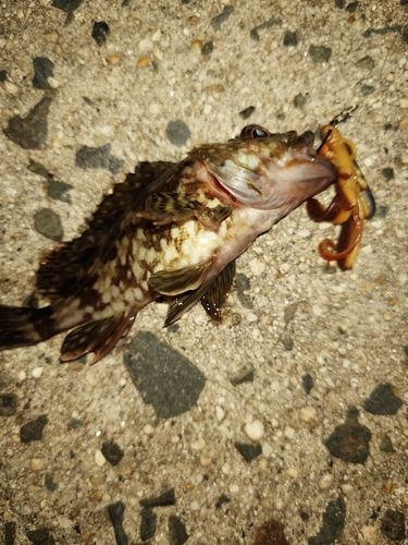 カサゴの釣果