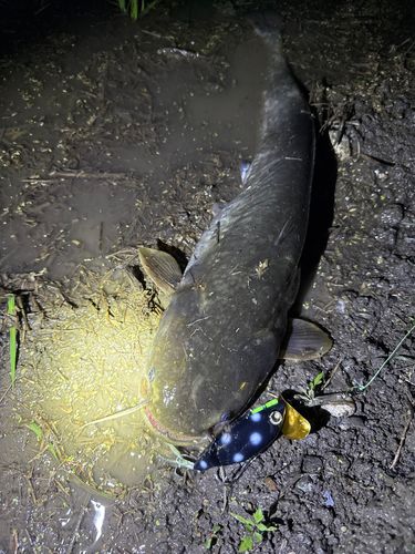 ナマズの釣果