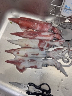ヤリイカの釣果