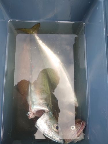 エソの釣果