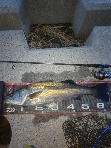 シーバスの釣果