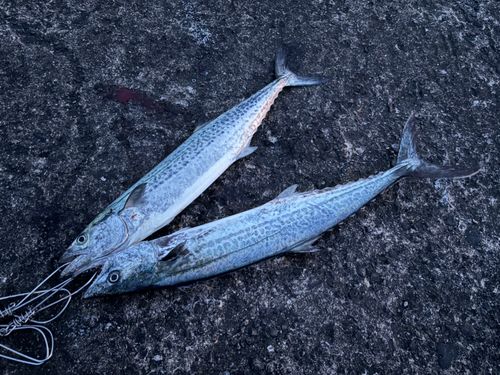 サワラの釣果