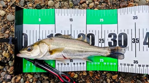 セイゴ（マルスズキ）の釣果