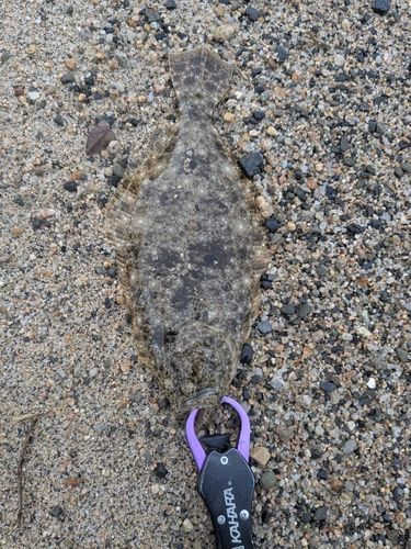 ヒラメの釣果