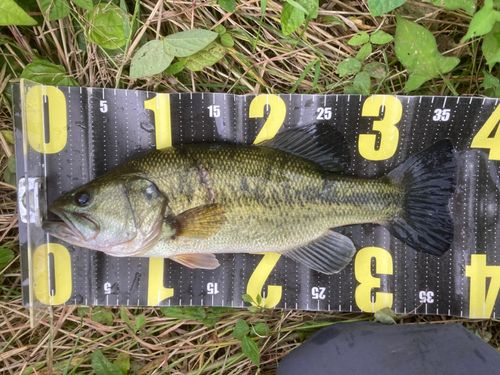 ブラックバスの釣果