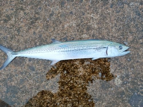 サゴシの釣果