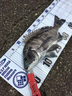 クロダイの釣果