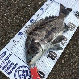 クロダイ