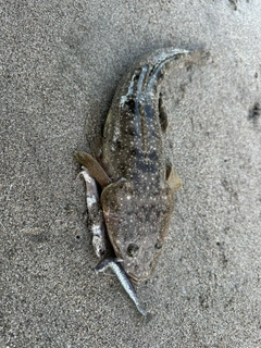 マゴチの釣果