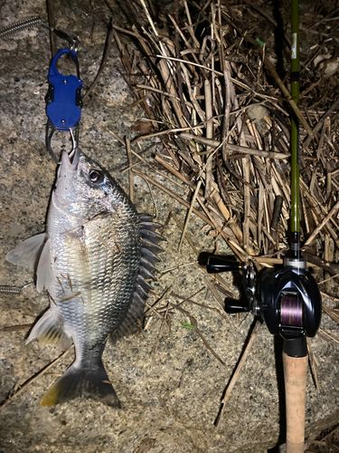 キビレの釣果