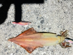 ケンサキイカの釣果