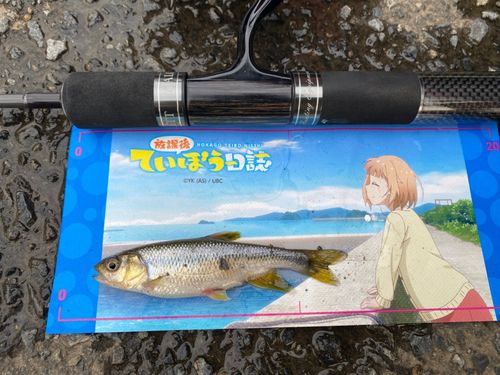 カワムツの釣果