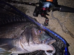 チヌの釣果