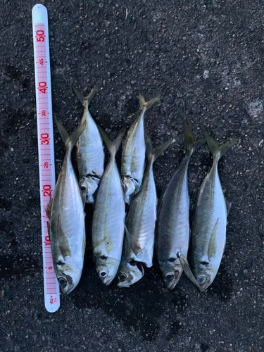アジの釣果