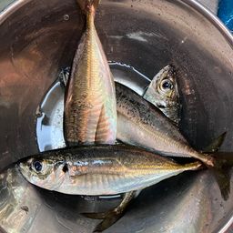 アジ