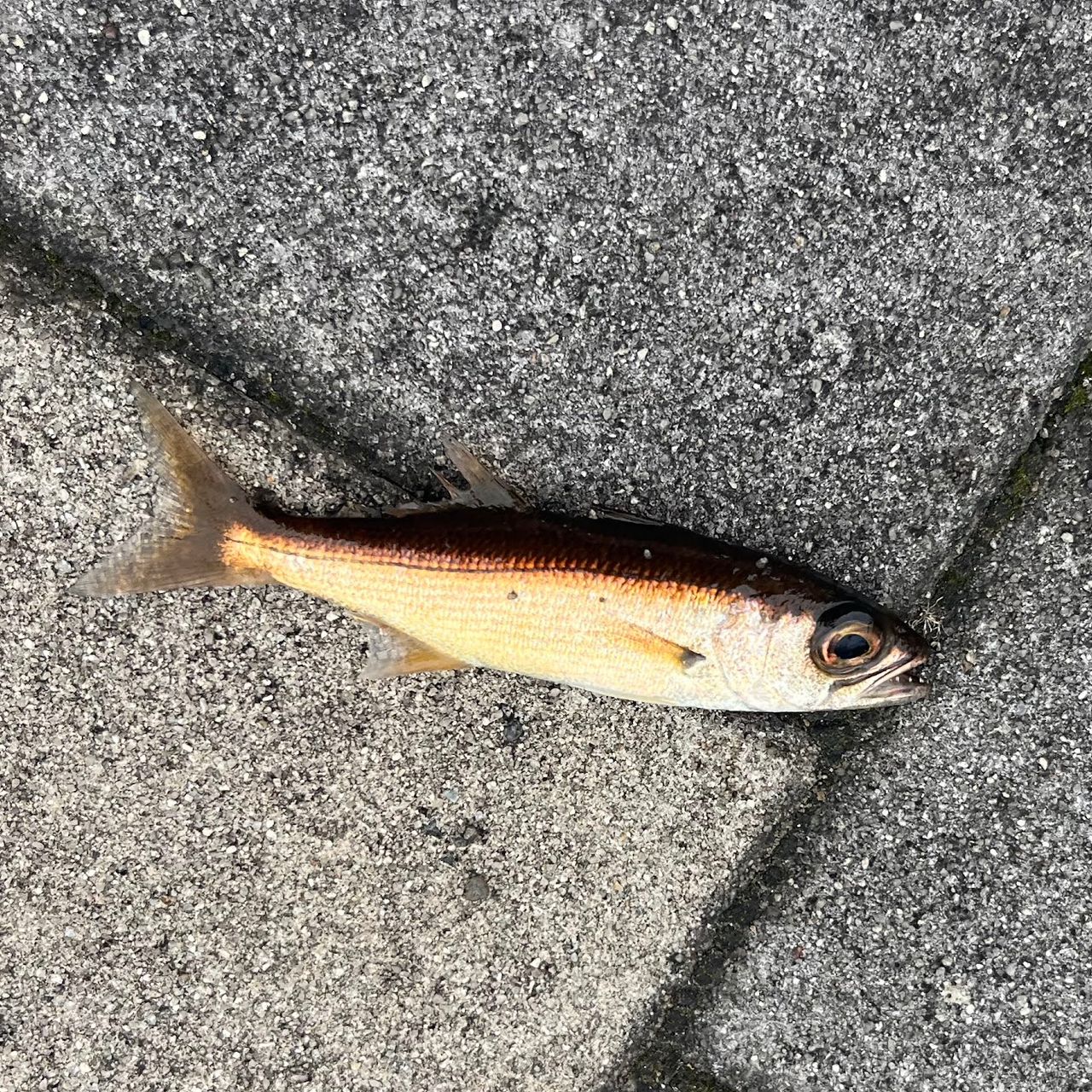 アジ