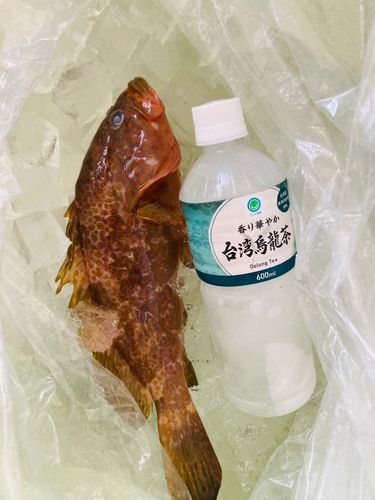 キジハタの釣果