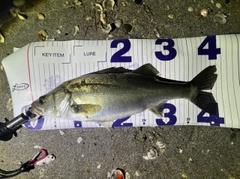 フッコ（マルスズキ）の釣果