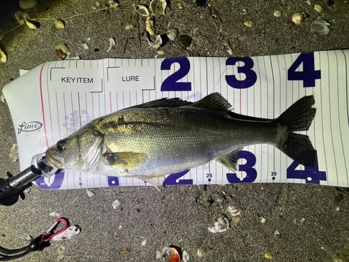 フッコ（マルスズキ）の釣果