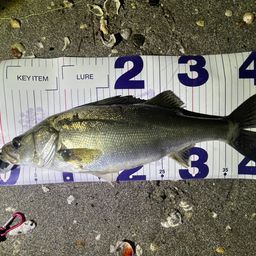 フッコ（マルスズキ）