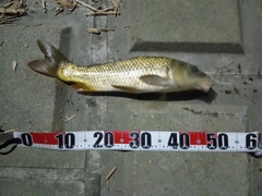 コイの釣果