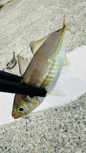 マアジの釣果