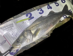 シーバスの釣果