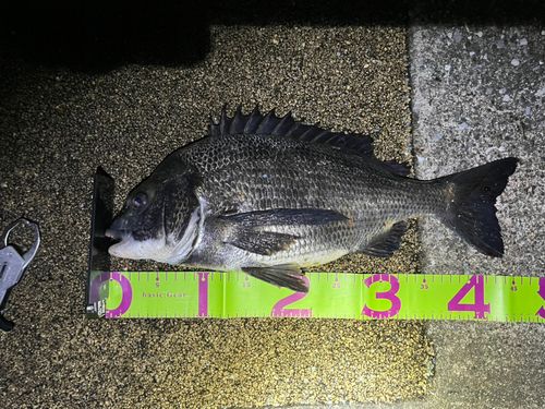 クロダイの釣果